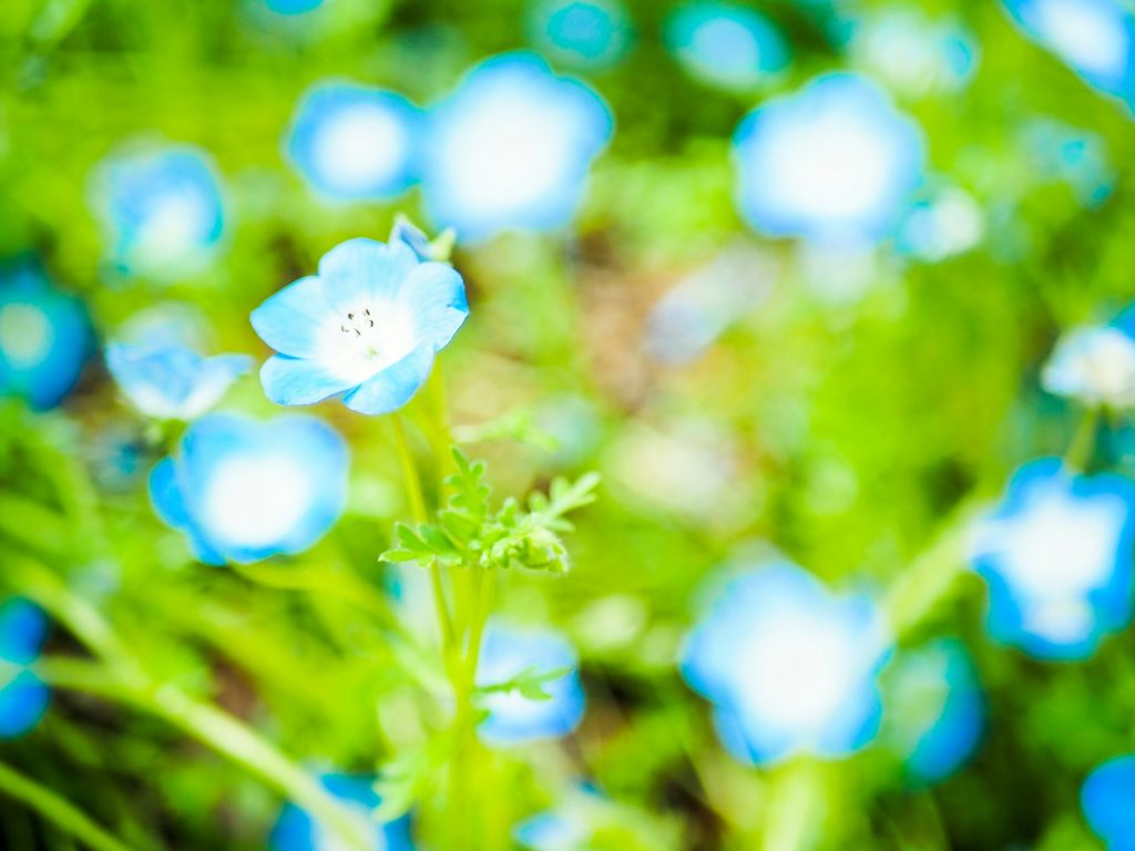 blauweregen