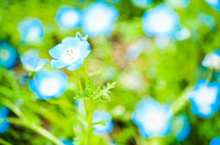 blauweregen