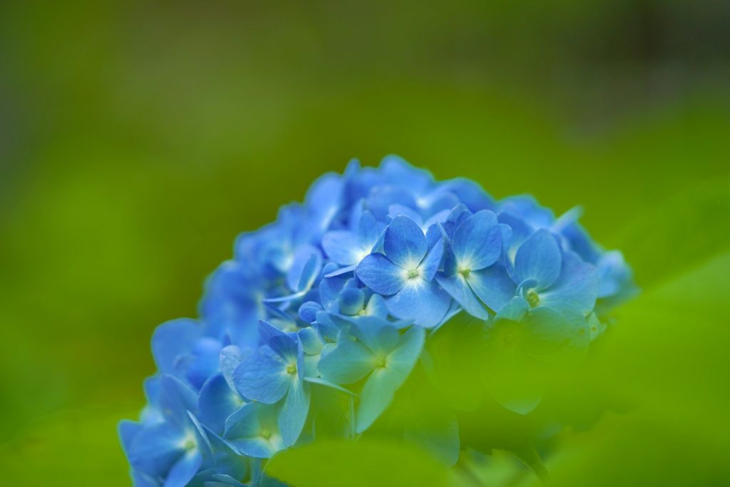 blauweregen